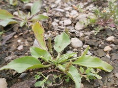 Plantago major