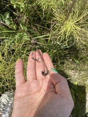 Filipendula vulgaris