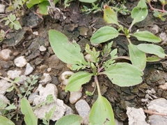 Plantago major