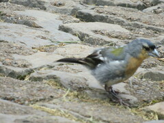 Fringilla coelebs moreletti