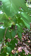 Acanthocephala declivis