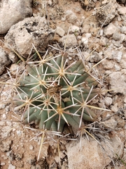 Coryphantha robustispina scheeri