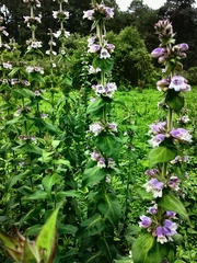 Penstemon perfoliatus