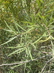 Salix exigua