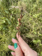 Gladiolus imbricatus