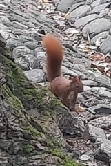 Sciurus vulgaris