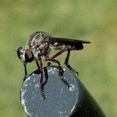 Heteropogon macerinus