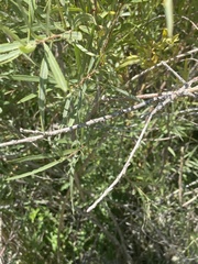 Salix exigua