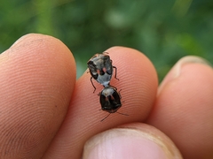 Cosmopepla lintneriana