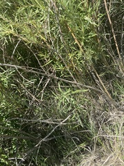 Salix exigua