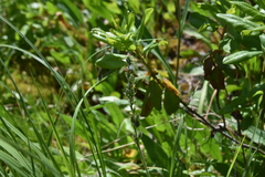 Veronica wormskjoldii