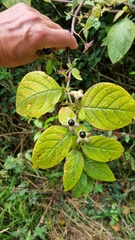 Atropa belladonna