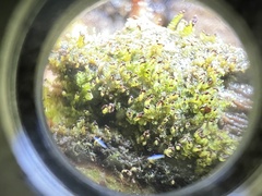 Crossocalyx hellerianus