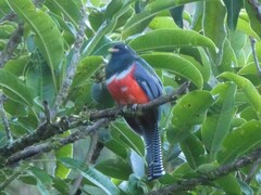 Trogon collaris