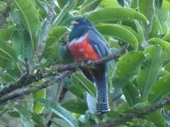 Trogon collaris