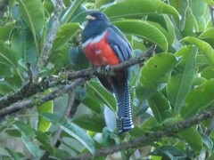 Trogon collaris