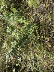Filipendula vulgaris