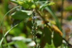 Veronica wormskjoldii