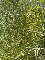 Salix exigua