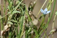 Wahlenbergia cernua