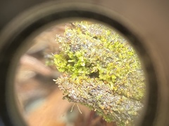 Crossocalyx hellerianus