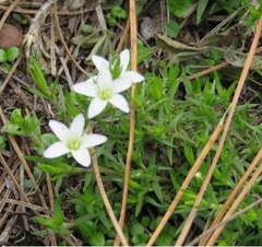 Arenaria lanuginosa