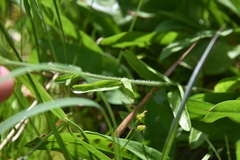 Veronica wormskjoldii
