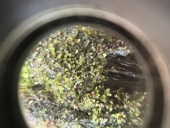 Crossocalyx hellerianus