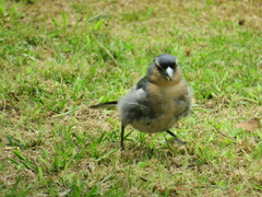 Fringilla coelebs moreletti