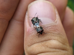 Cosmopepla lintneriana