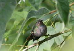 Campylopterus falcatus