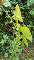Atropa belladonna