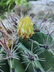 Ferocactus townsendianus