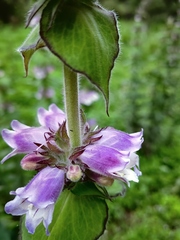 Penstemon perfoliatus