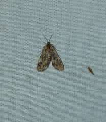 Elophila obliteralis