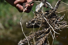 Ondatra zibethicus