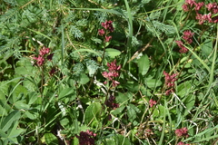 Leptarrhena pyrolifolia