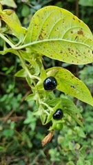 Atropa belladonna