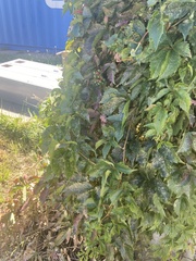 Parthenocissus quinquefolia