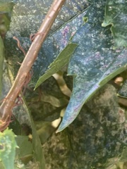 Parthenocissus quinquefolia