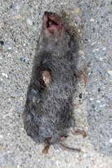 Rodentia