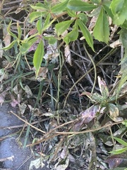 Parthenocissus quinquefolia