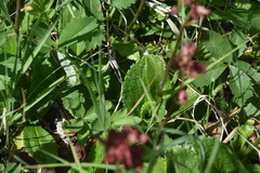 Leptarrhena pyrolifolia