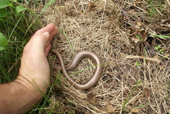 Anguis fragilis