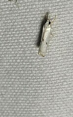 Microcrambus
