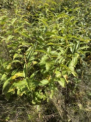 Vincetoxicum hirundinaria