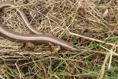Anguis fragilis