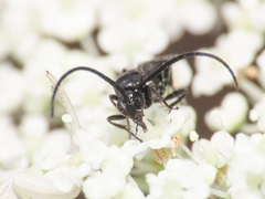 Microgastrinae