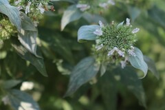 Pycnanthemum incanum