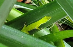 Anolis carolinensis